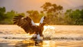 the eagle attacking fish in the lake at sunset Royalty Free Stock Photo
