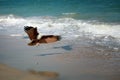 Eagle attacking prey on the seashore