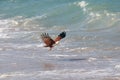 Eagle attacking prey on the seashore