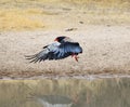 Eagle, Bateleur - Landing gear down ! Royalty Free Stock Photo