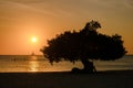 Eagle Beach Aruba, Divi Divi Trees on the shoreline of Eagle Beach in Aruba at sunset Royalty Free Stock Photo