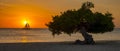 Eagle Beach Aruba, Divi Divi Trees on the shoreline of Eagle Beach in Aruba at sunset Royalty Free Stock Photo