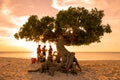 Eagle Beach Aruba Divi Divi Tree