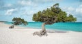 Eagle beach with divi divi trees on Aruba Royalty Free Stock Photo