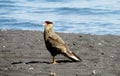 Eagle on the beach near water Royalty Free Stock Photo