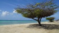Eagle Beach in Oranjestad, Aruba Royalty Free Stock Photo