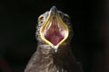 Eagle with beak wide open