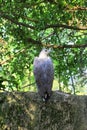 Eagle from behind Royalty Free Stock Photo