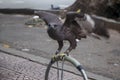 Eagle on the bench tethered on Ho Chi Minh City, eagles in captivity Royalty Free Stock Photo