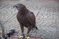 Eagle on the bench tethered on Ho Chi Minh City, eagles in captivity Royalty Free Stock Photo