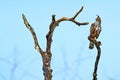 Eagle bir on the tree brach. Changeable hawk-eagle, Nisaetus cirrhatus, close up, bird of prey perched on branch in Wilpattu natio