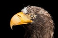 Eagle bird Royalty Free Stock Photo