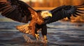 Eagle bird flying at nature lake on sunset sky background. Aninmal and freedom concept. Generative ai