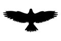 Eagle Bird Flying Silhouette Isolated On White Background