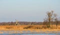 Eagle bird resting on old tree, Lithuania Royalty Free Stock Photo