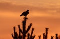 Bird sits on the pine tree on sunset sky background Royalty Free Stock Photo