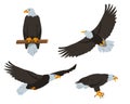 Eagle birds. Flying and sitting american bald Eagles Royalty Free Stock Photo