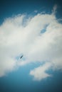 Eagle Blue sky Cloud fly free