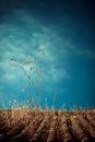 Eagle Blue sky Cloud fly free