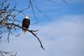 Perched American Bald Eagle