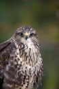 Eagle on branch Royalty Free Stock Photo