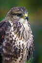 Eagle on branch