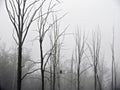 Misty fog surrounds a Bald Eagle on tree branch in swamp