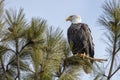 Eagle on branch in north Idaho