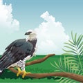 Eagle on branch sky meadow tropical fauna and flora landscape