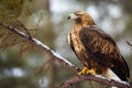 Eagle branch tree winter. Generate Ai Royalty Free Stock Photo