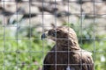 eagle with brown feathers