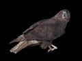 Eagle brown sitting isolated on black looking at camera Royalty Free Stock Photo