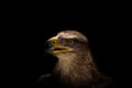 A eagle buzzard closeup creative edit, copy space Royalty Free Stock Photo
