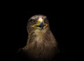 A eagle buzzard closeup creative edit, copy space Royalty Free Stock Photo