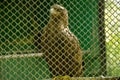 Bird of prey in a cage Royalty Free Stock Photo