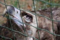 Eagle in cage looking up to the sky Royalty Free Stock Photo