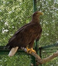 Eagle in cage