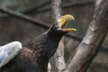 Eagle in a cage with open beak