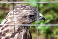 Eagle in a cage. Sad eagle. Sad hawk. Sad bird. Sadness. Eagle in cage. Bird in cage. Captured wildlife. Royalty Free Stock Photo
