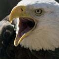 Eagle calling Royalty Free Stock Photo