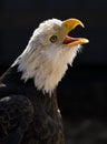 Eagle calling Royalty Free Stock Photo