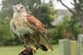 Eagle calmly waiting on handlers gloved hand