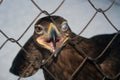 Eagle in captivity. King of the bird kingdom.