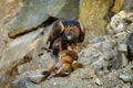 Eagle with caught fox. Golden eagle, Aquila chrysaetos, perched on rocks and tears killed red fox, Vulpes vulpes. Majestic hunter