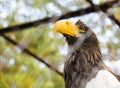 Eagle close-up in a cage at the zoo Royalty Free Stock Photo