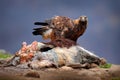Eagle and cow calf carcass. Animnal behaviour. Bird feeding behaviour in rocky mountain. Golden eagle in grey stone habitat, Bulga Royalty Free Stock Photo
