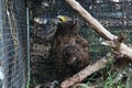 Eagle, Crested serpent eagle recuperate and medical care