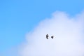 Eagle and crow in the air Royalty Free Stock Photo