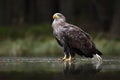 Eagle in dark lake. White-tailed Eagle, Haliaeetus albicilla, flight above water river, bird of prey with forest in background, an Royalty Free Stock Photo