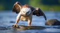 Dynamic Hawk Walking Across Pond On Rock